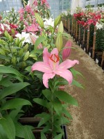 [5370 Justina VZ No01.JPG]